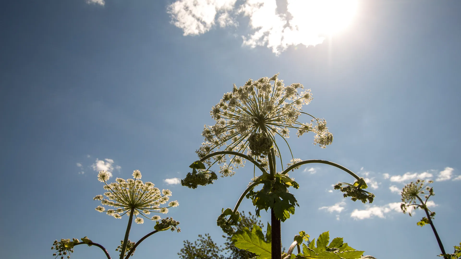 медиасток.рф