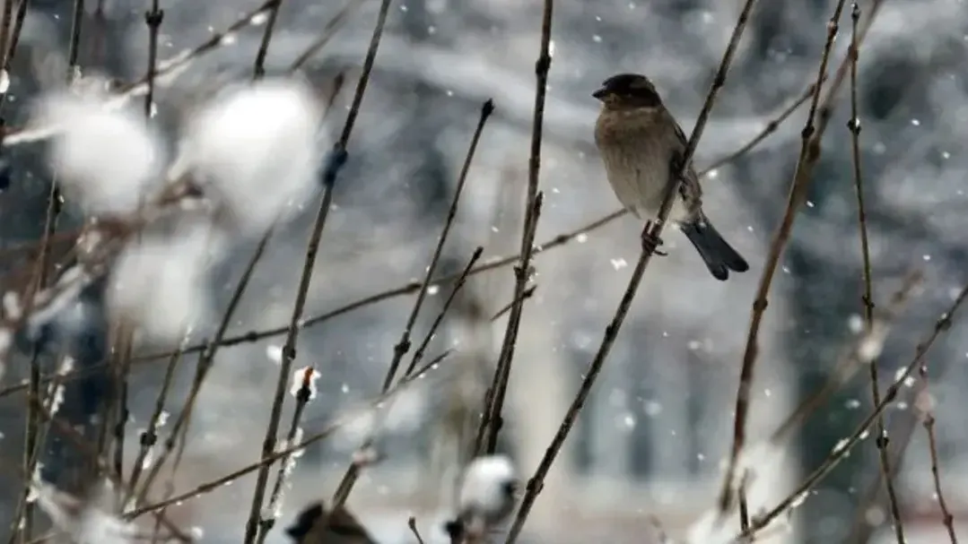 медиасток.рф