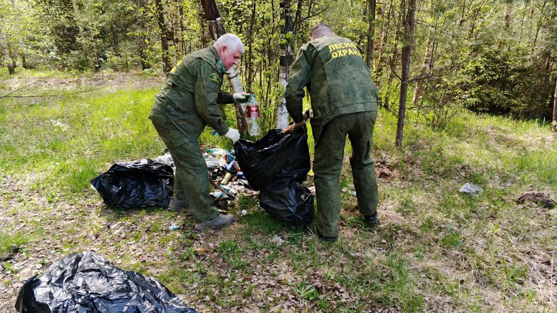Фото: Комитет лесного хозяйства Московской области