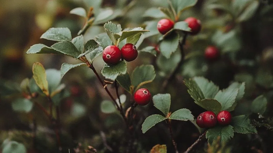 Фото: ГКУ МО «Мособлпожспас»