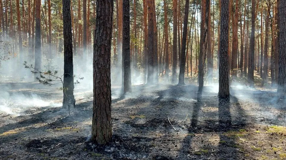 Фото: Комитет лесного хозяйства МО
