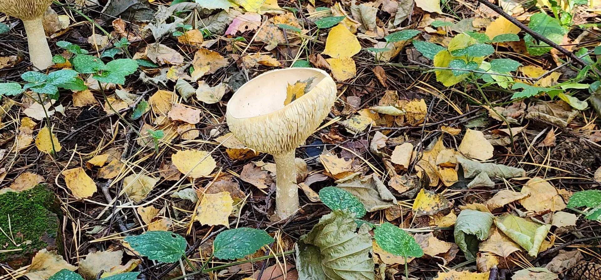 Галина Добрынина