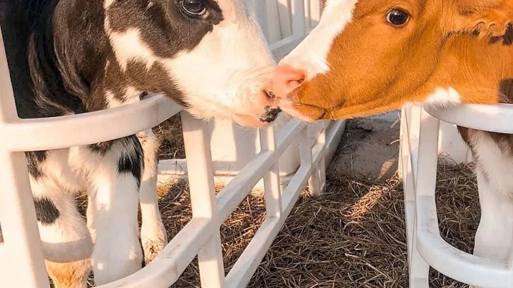 Фото фермера