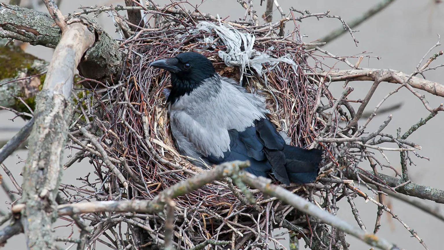 matrik-svdlivejournal.com