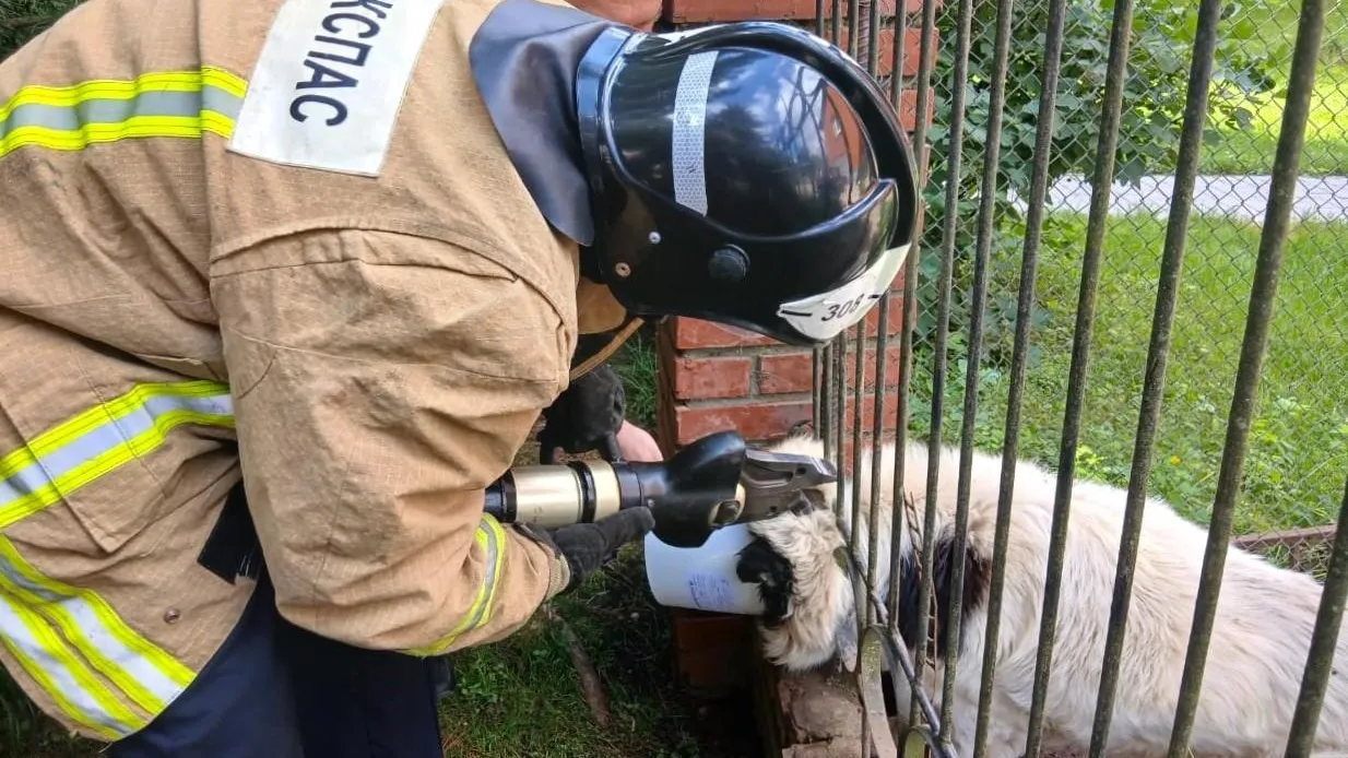 Фото: ГКУ МО «Мособлпожспас»