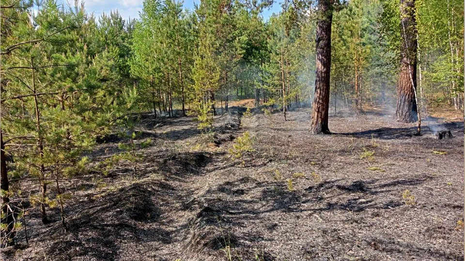 Фото: Комитет лесного хозяйства МО
