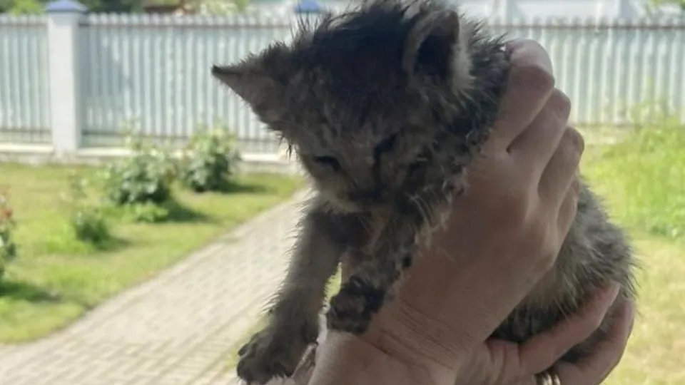 Фото: ГКУ МО «Мособлпожспас»