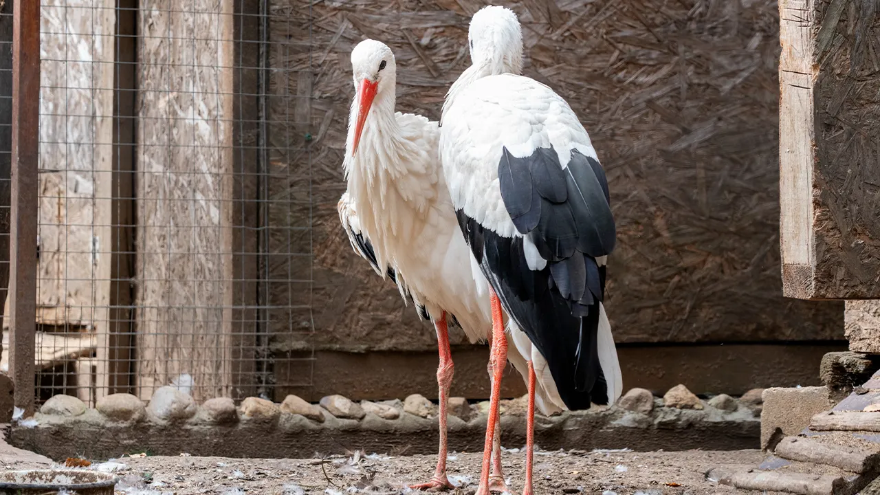 медиасток.рф