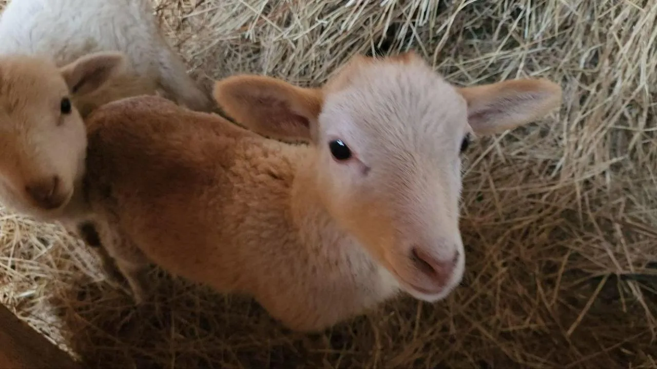 МедиаБанк Подмосковья/Эдуард Стратонов