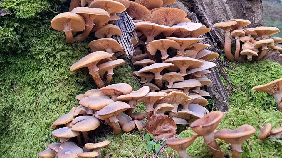 Фото: сommons.wikimedia/Jose Angel Urquia Goitia