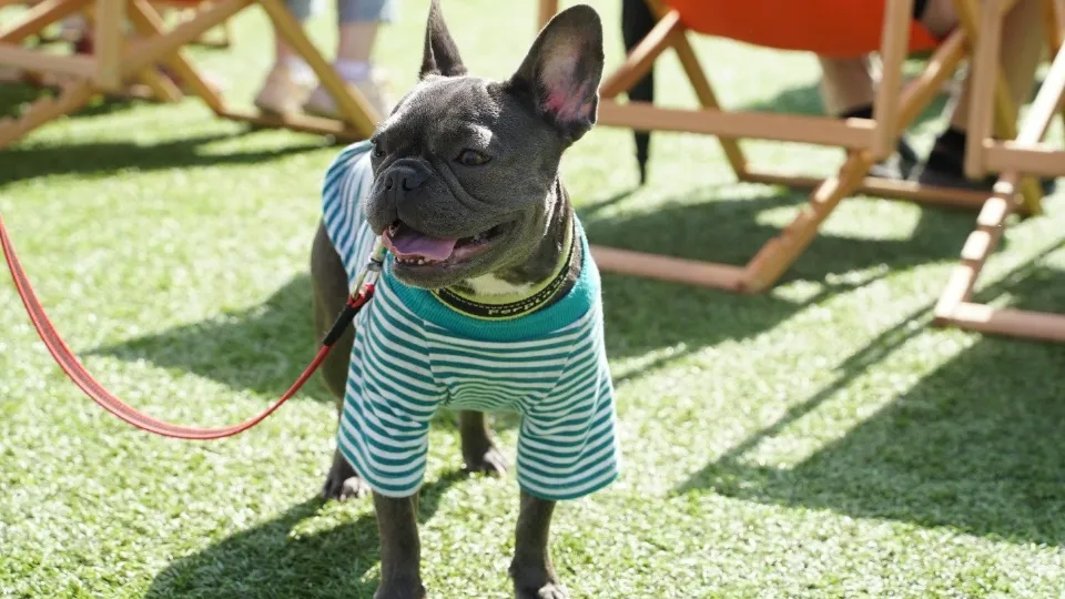 Фото: пресс-служба администрации г.о. Химки