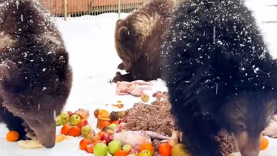 Кадр видеотрансляции парка «Земля Прайда»