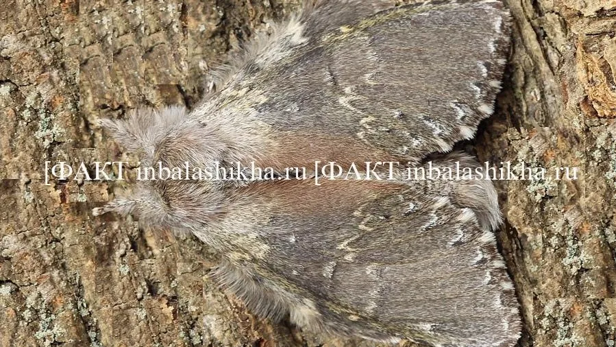 Фото: Алексей Оводов