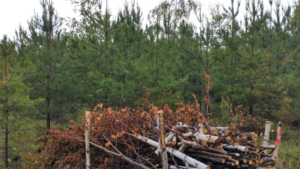 Фото: Комитет лесного хозяйства Московской области