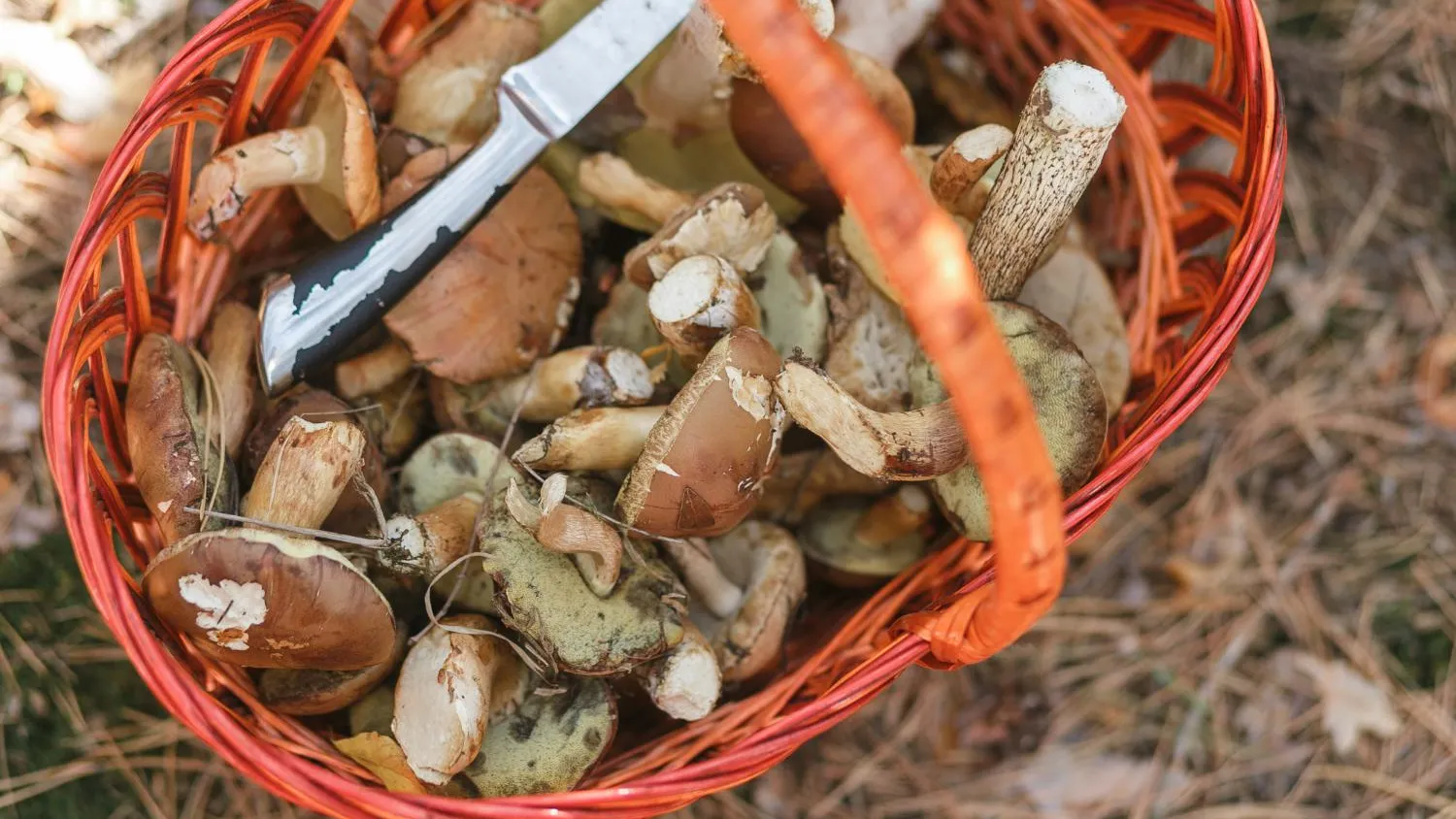 медиасток.рф