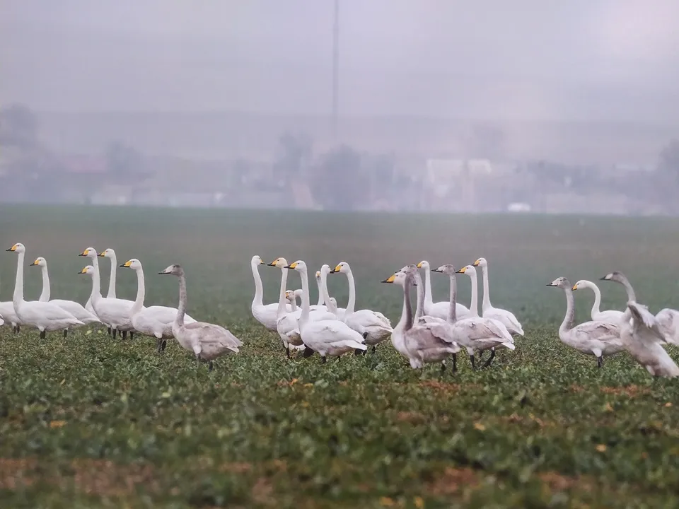 Лебедь-кликун. Фото: МедиаБанк Подмосковья/Владислава Соловьева