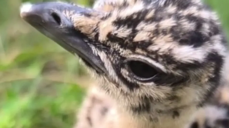 Фото: Центр воспроизводства редких видов животных