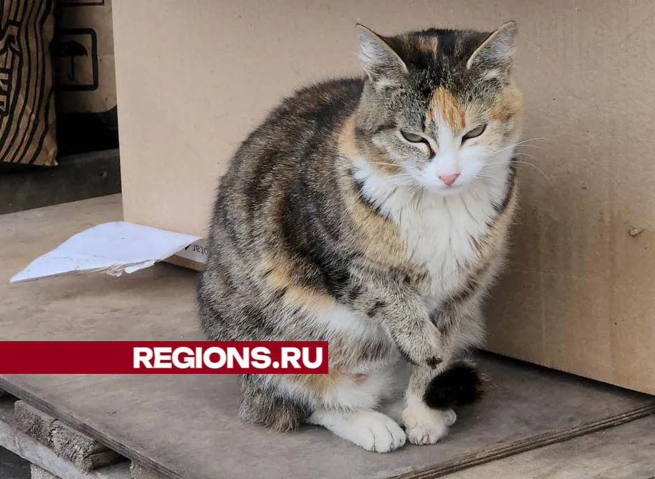 Фото: Валерия Тингаева