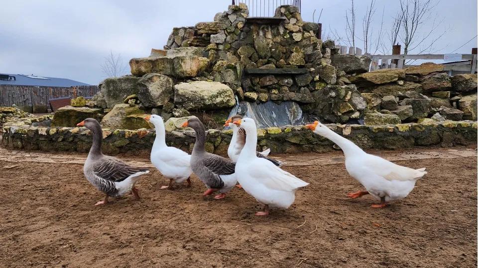 Фото: МедиаБанк Подмосковья/Ирина Моисеева