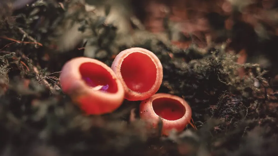 Фото: пресс-служба национального парка «Лосиный остров»