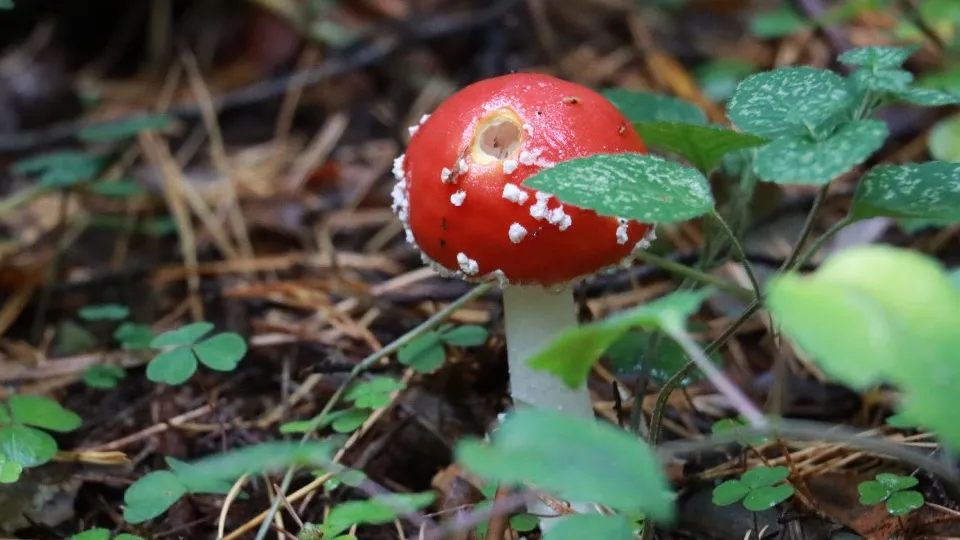 Фото: МедиаБанк Подмосковья/Андрей Алекин