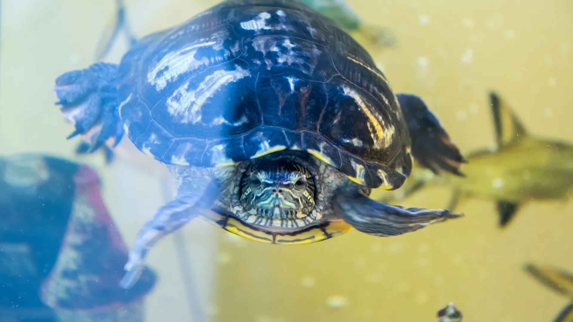 Контактный зоосад «Пушистик» в Подольске