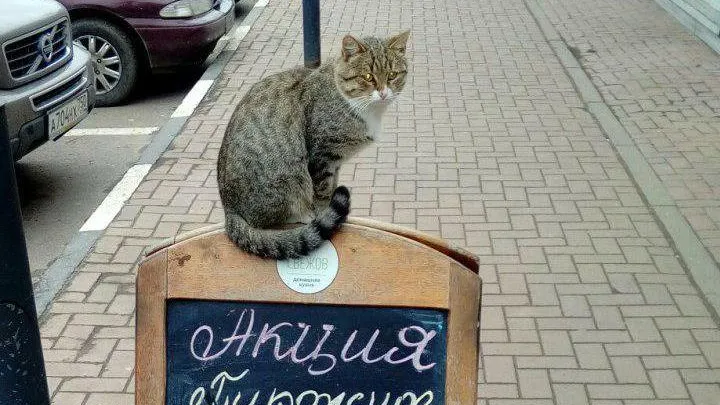 Кот из Ивантеевки, пропиаривший сам себя, нашел своих хозяев