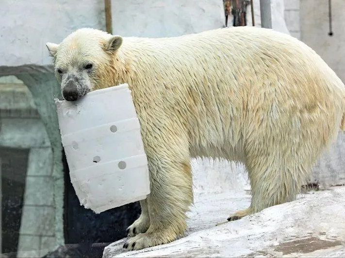 Как медведи помогут избавиться от диабета и ожирения — разбор эксперта