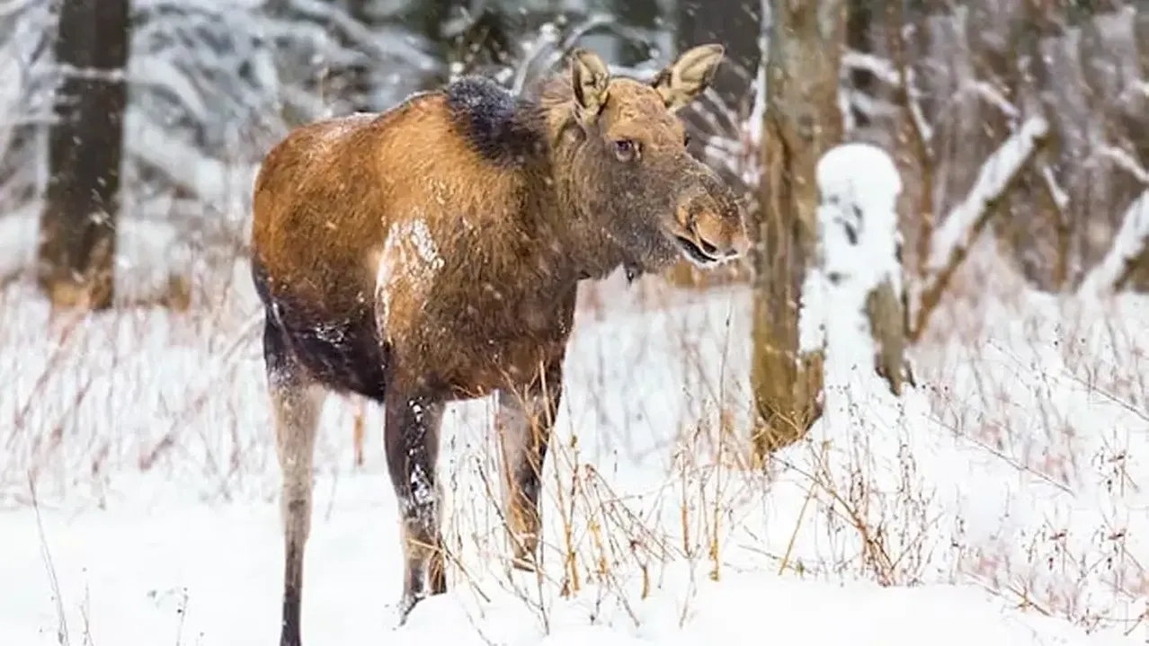 Министерство экологии и природопользования Московской области