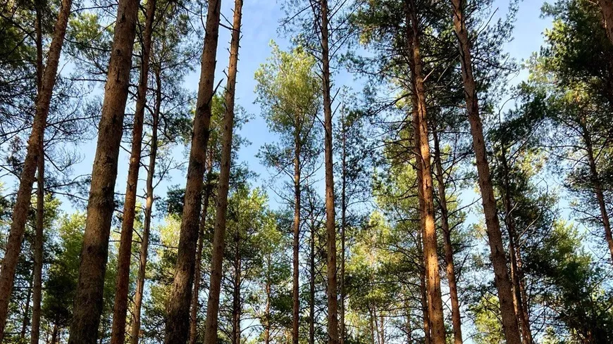 Фото: Комитет лесного Хозяйства Московской области