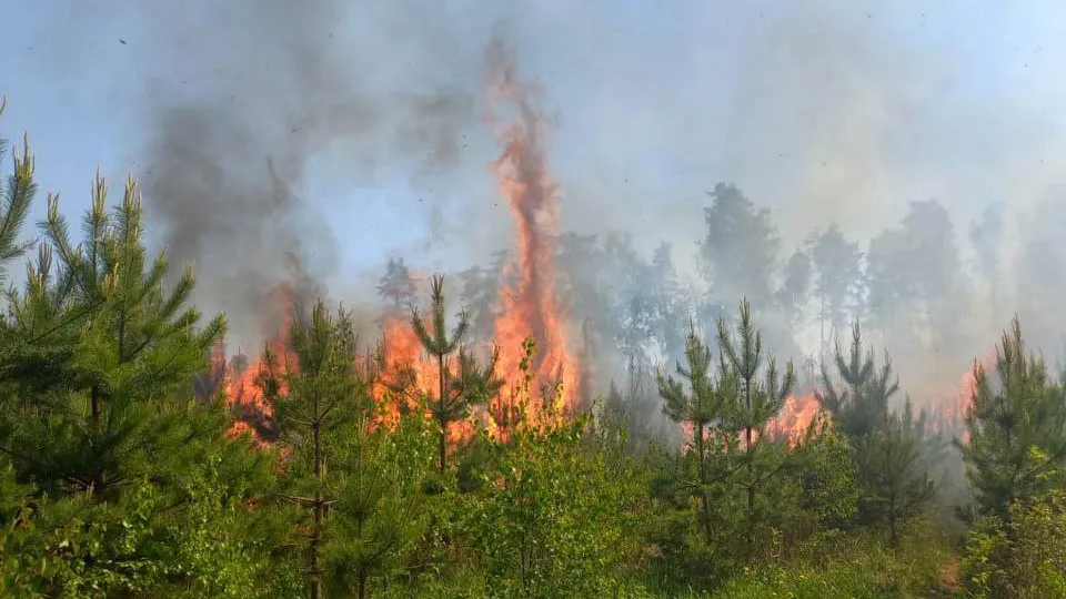 Фото: Комитет лесного хозяйства Московской области