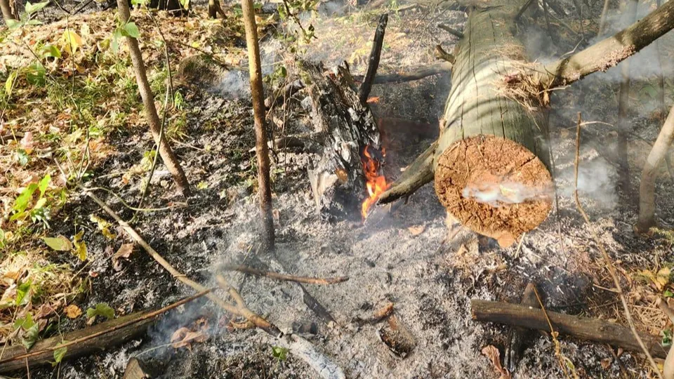 Фото: Комитет лесного хозяйства МО