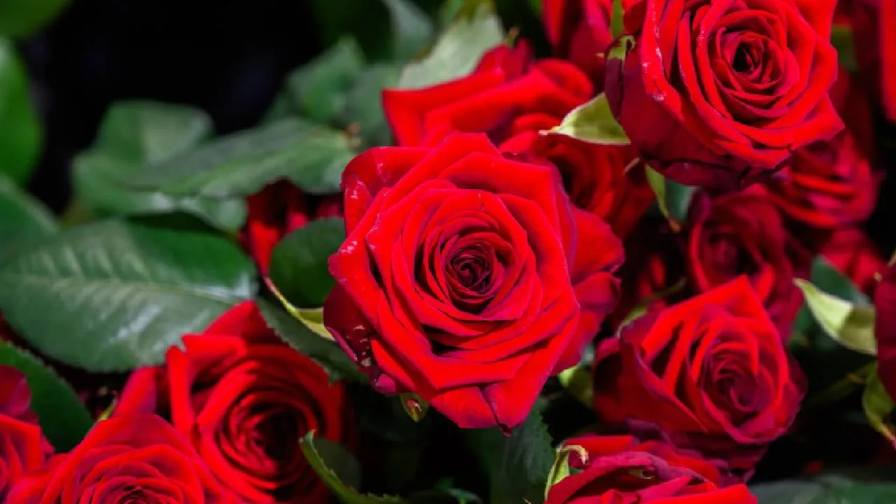 Опять не чудо? В Подмосковье возле храма в декабре распустились розы