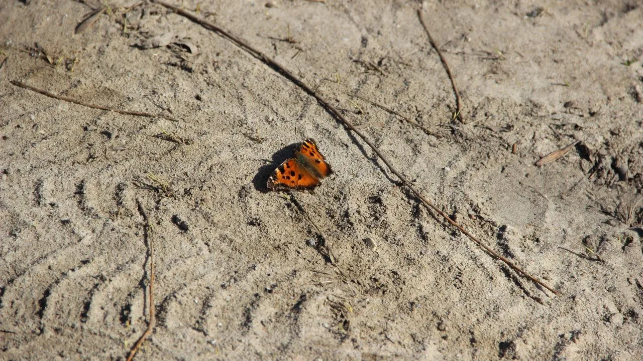 REGIONS/Василий Тремасов