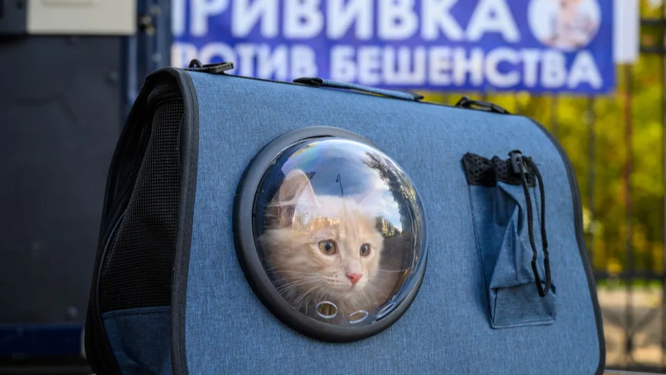 Фото: медиасток.рф