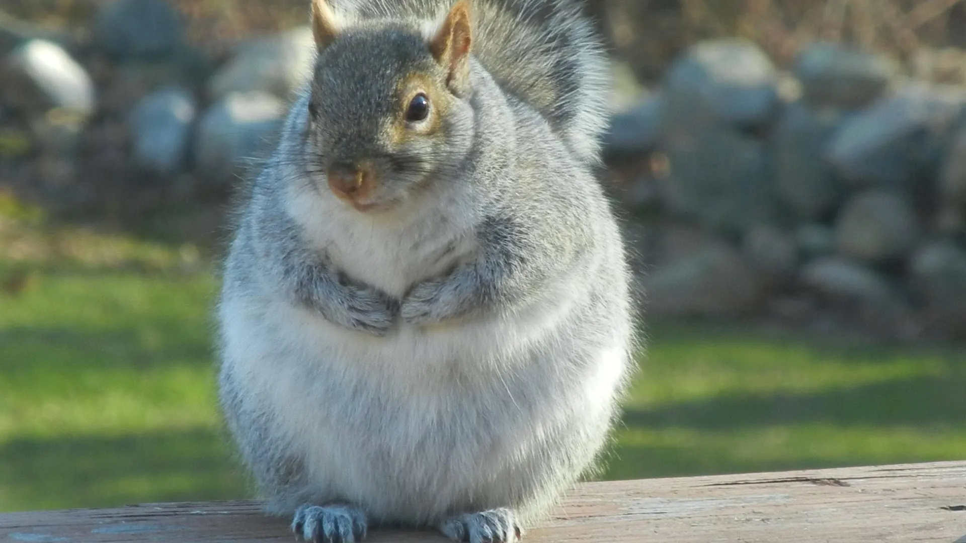 Комлесхоз МО