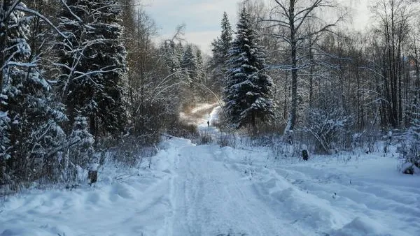 Труп мужчины обнаружили в лесу в Балашихе