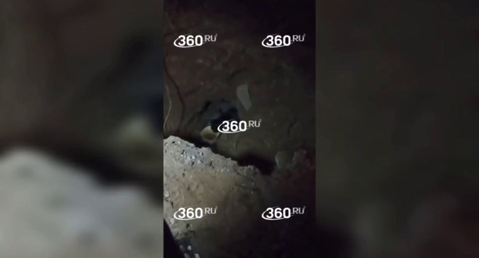 Двух подвальных кошек замуровали во время ремонта в Жулебино