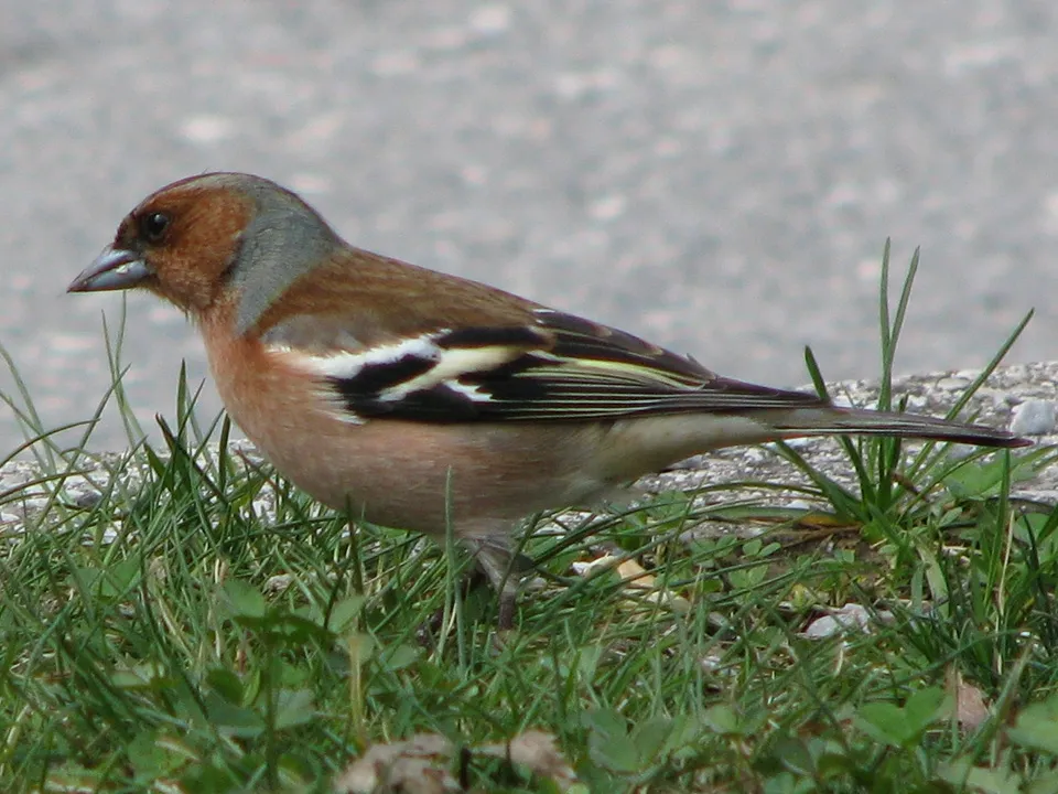 Фото: commons.wikimedia/romanm