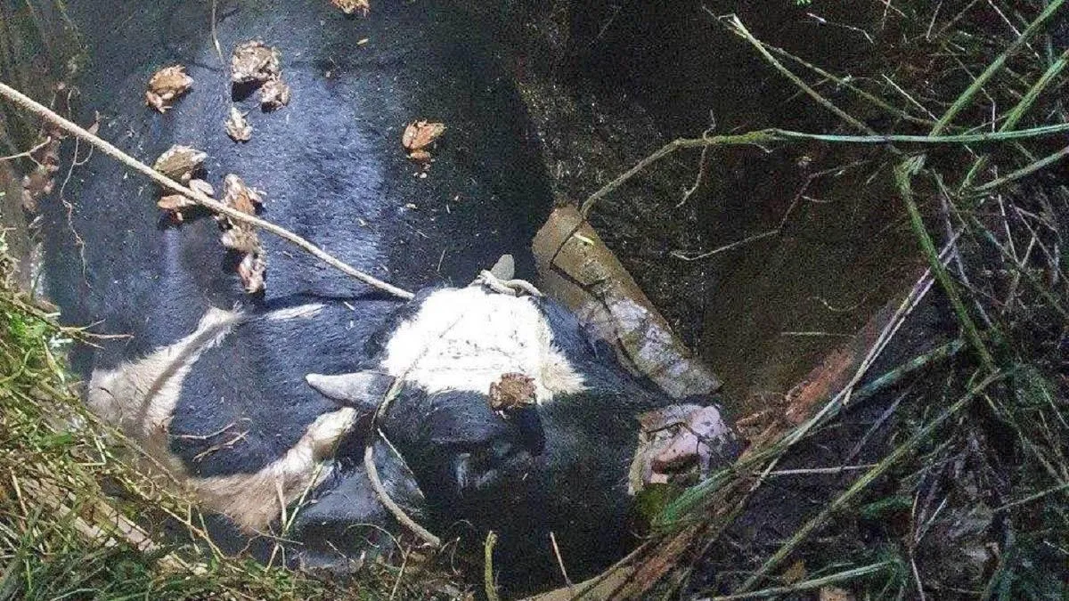 Фото: ГКУ МО «Мособлпожспас» / Telegram