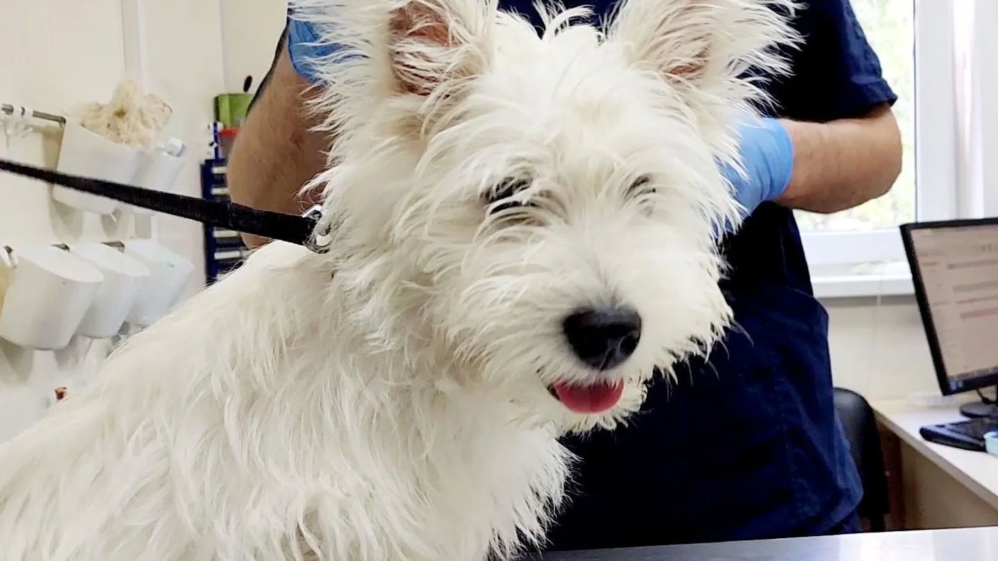 Фото: МедиаБанк Подмосковья/Никита Сморкалов