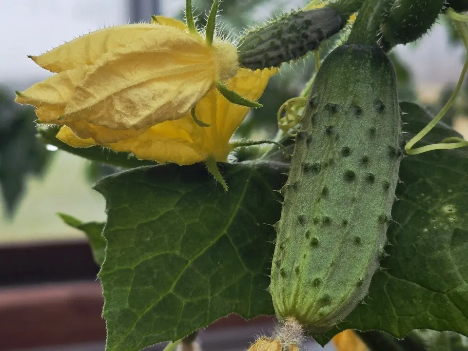 Фото: КФХ «Былинкино»