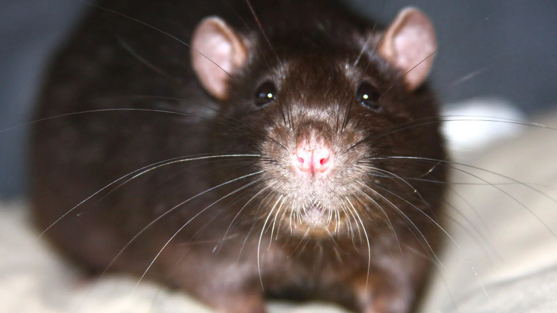 Фото: социальные сети