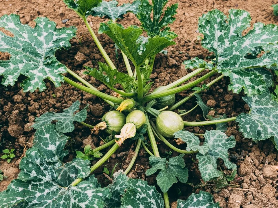 Фото: freepik.com