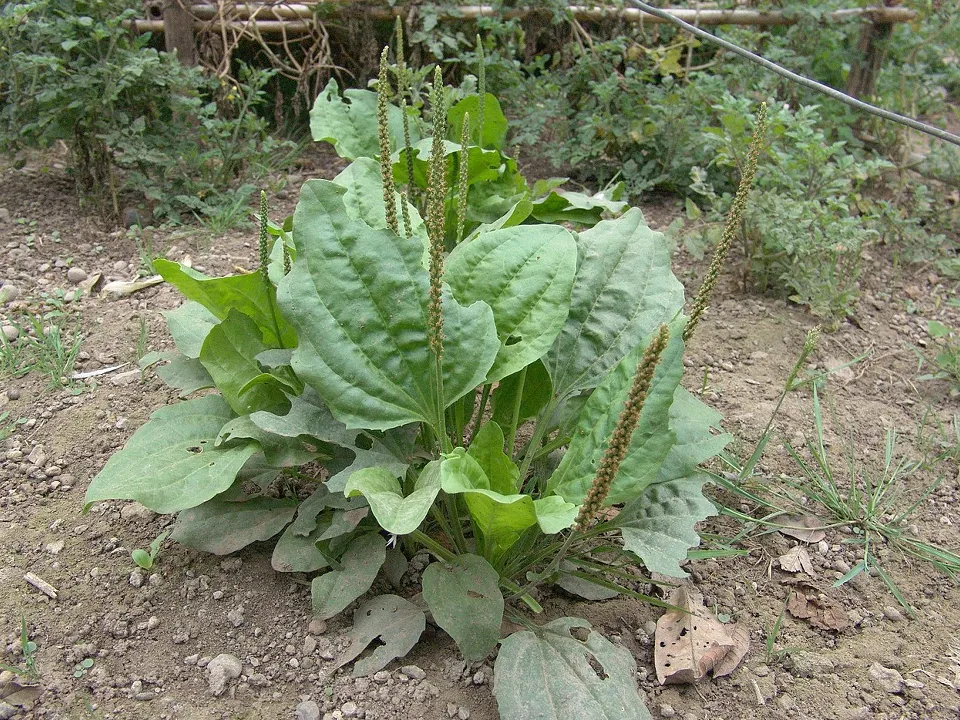 Фото: commons.wikimedia/Alepistoia