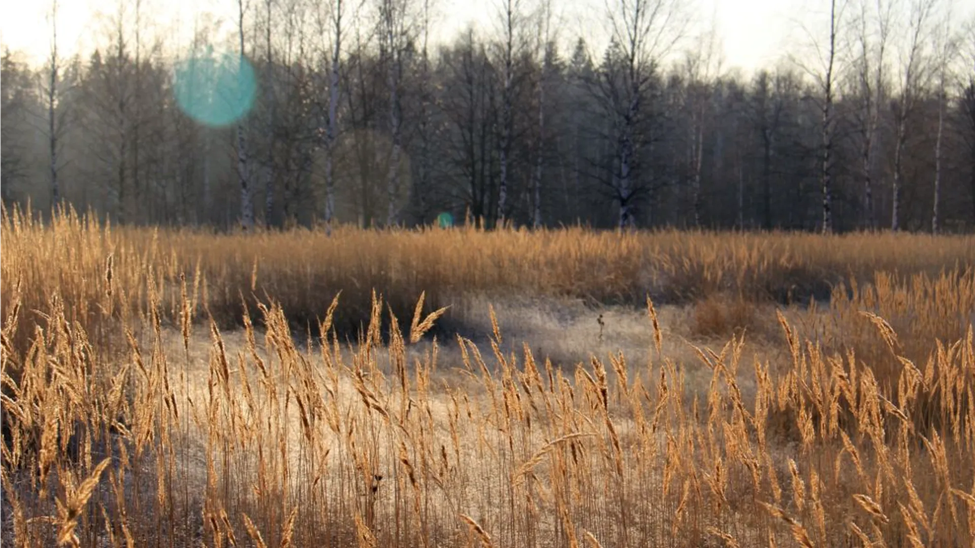 Фото: пресс-служба национального парка «Лосиный остров»