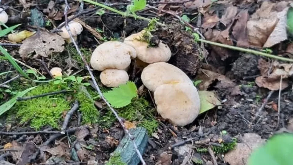 Фото: vk.com/Серебряные Пруды - городской портал