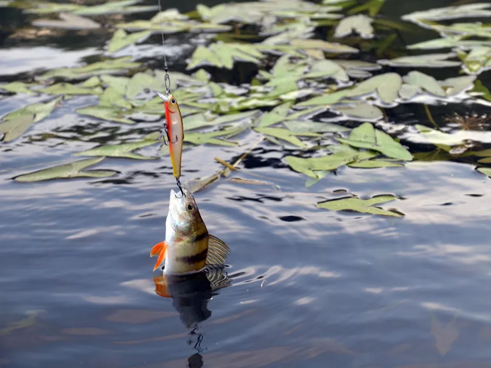 Фото: медиасток.рф