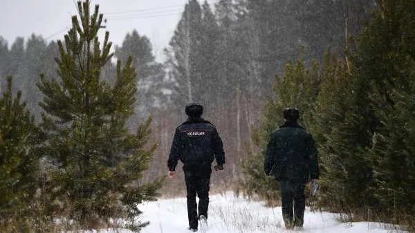 Депутат Чаплин считает, что штрафы для черных лесорубов дадут возможность спасти леса