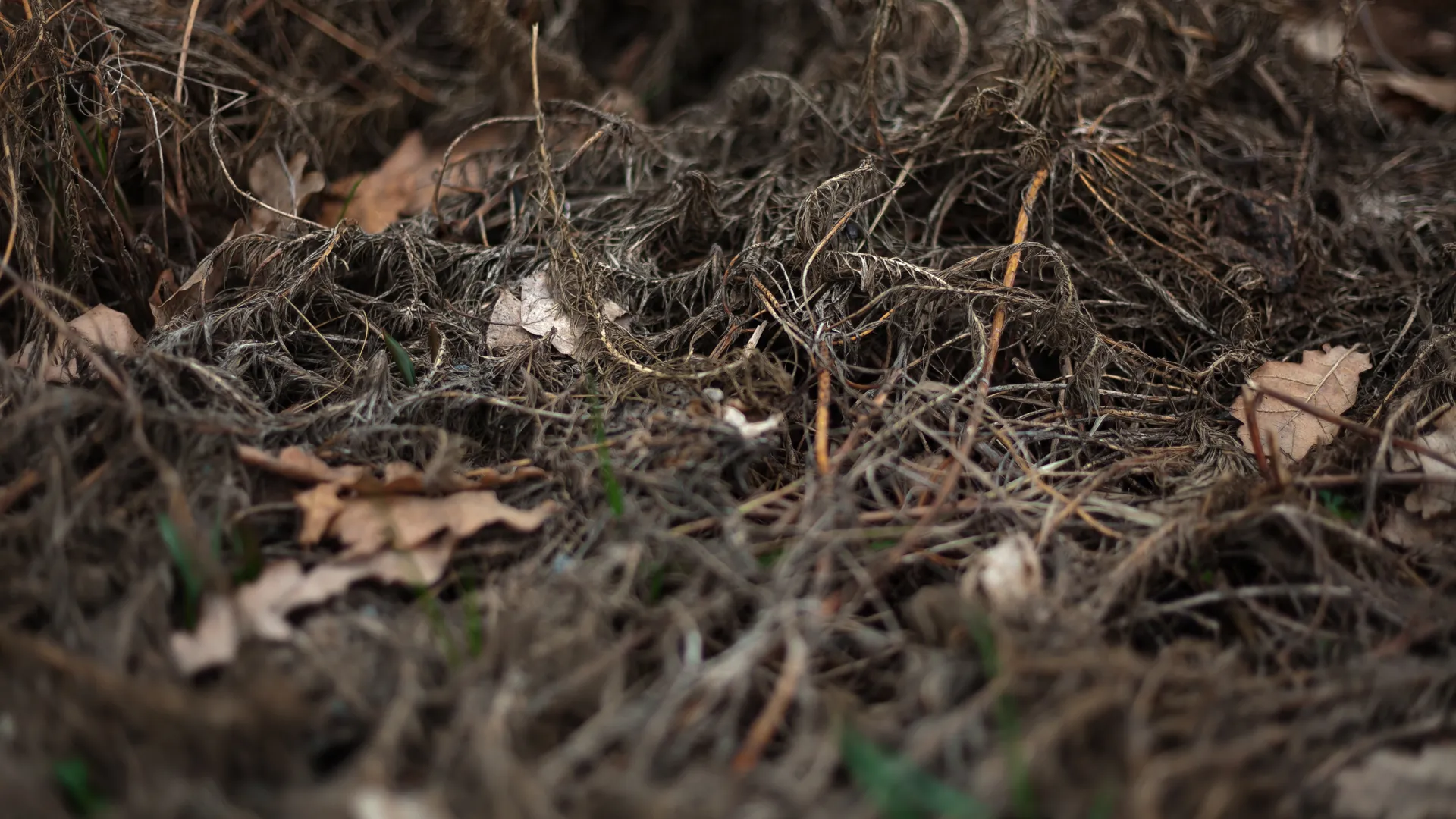 Российские ученые предупредили о влиянии состояния почвы на здоровье людей